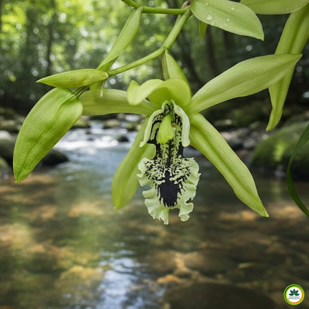 Flor da orquídea Coelogyne pandurata verde com labelo escuro em ambiente tropical úmido