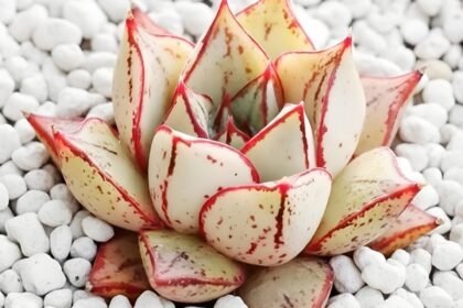 Echeveria purpusorum White Form com roseta compacta, folhas marfim e bordas vermelho carmim intensas