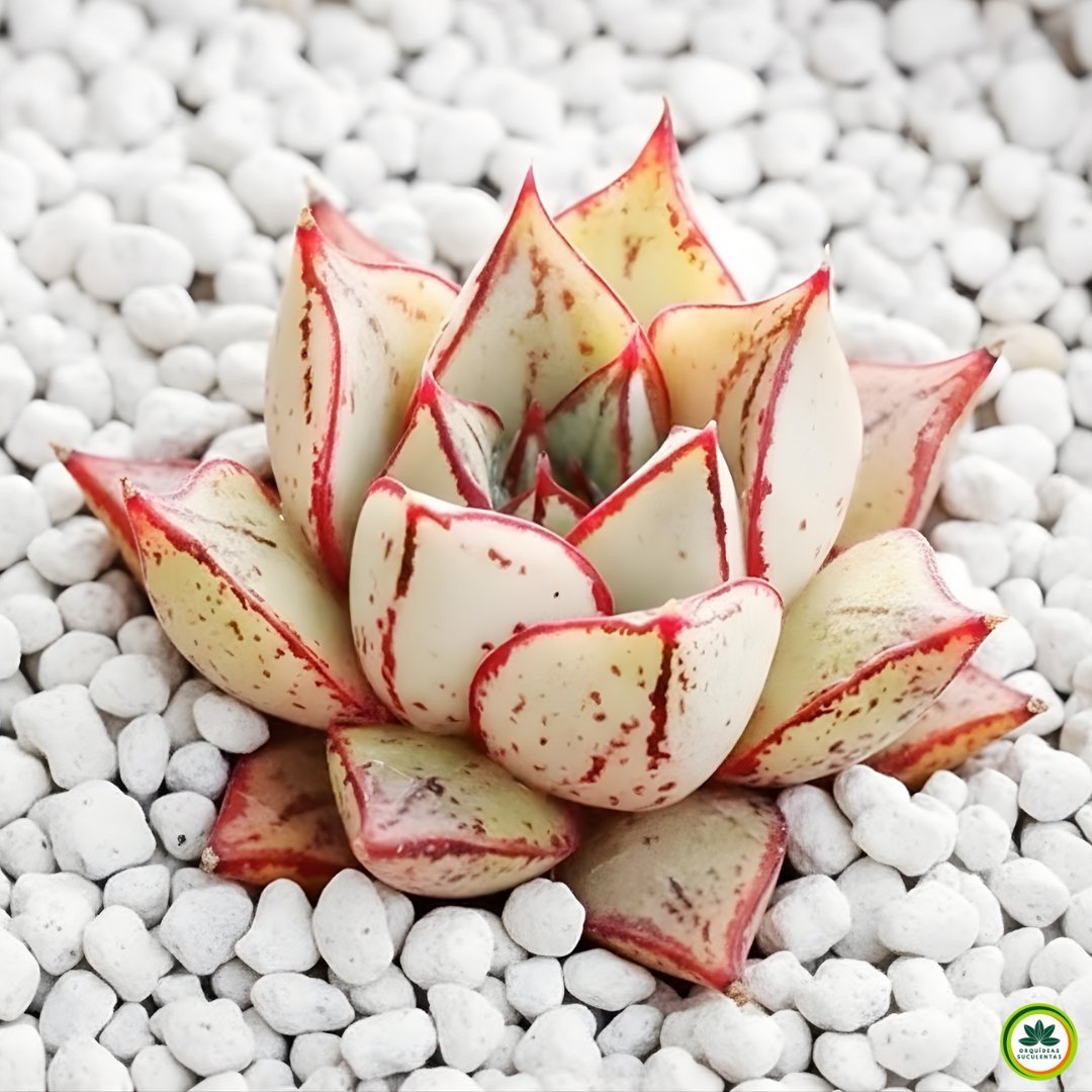 Echeveria purpusorum White Form com roseta compacta, folhas marfim e bordas vermelho carmim intensas