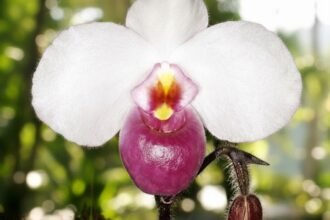 Orquídea Paphiopedilum delenatii em tons de rosa-claro com labelo rosa intenso
