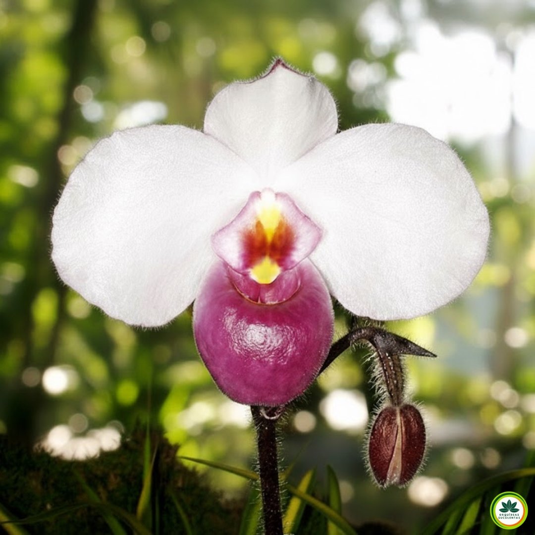 Orquídea Paphiopedilum delenatii em tons de rosa-claro com labelo rosa intenso