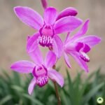 Flor da orquídea terrestre Bletilla striata em close, com três flores rosa-arroxeadas em destaque no jardim.