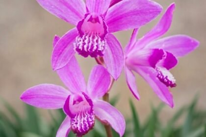 Flor da orquídea terrestre Bletilla striata em close, com três flores rosa-arroxeadas em destaque no jardim.