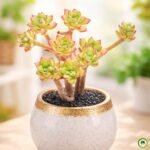 Suculenta Echeveria Supia em vaso decorativo elegante com folhas verdes e bordas avermelhadas em ambiente interno com fundo desfocado