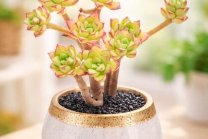 Suculenta Echeveria Supia em vaso decorativo elegante com folhas verdes e bordas avermelhadas em ambiente interno com fundo desfocado