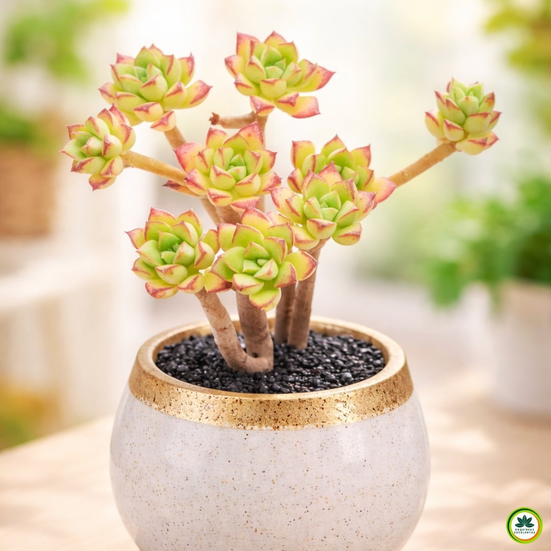 Suculenta Echeveria Supia em vaso decorativo elegante com folhas verdes e bordas avermelhadas em ambiente interno com fundo desfocado