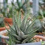 Haworthia attenuata (Planta Zebra) em close mostrando folhas verdes com listras brancas características da suculenta