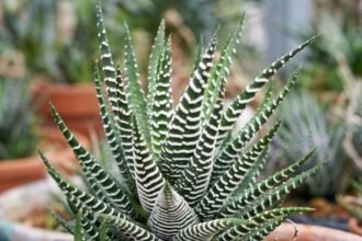 Haworthia attenuata (Planta Zebra) em close mostrando folhas verdes com listras brancas características da suculenta