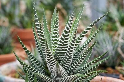 Haworthia attenuata (Planta Zebra) em close mostrando folhas verdes com listras brancas características da suculenta