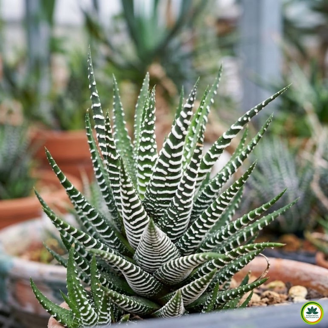 Haworthia attenuata (Planta Zebra) em close mostrando folhas verdes com listras brancas características da suculenta