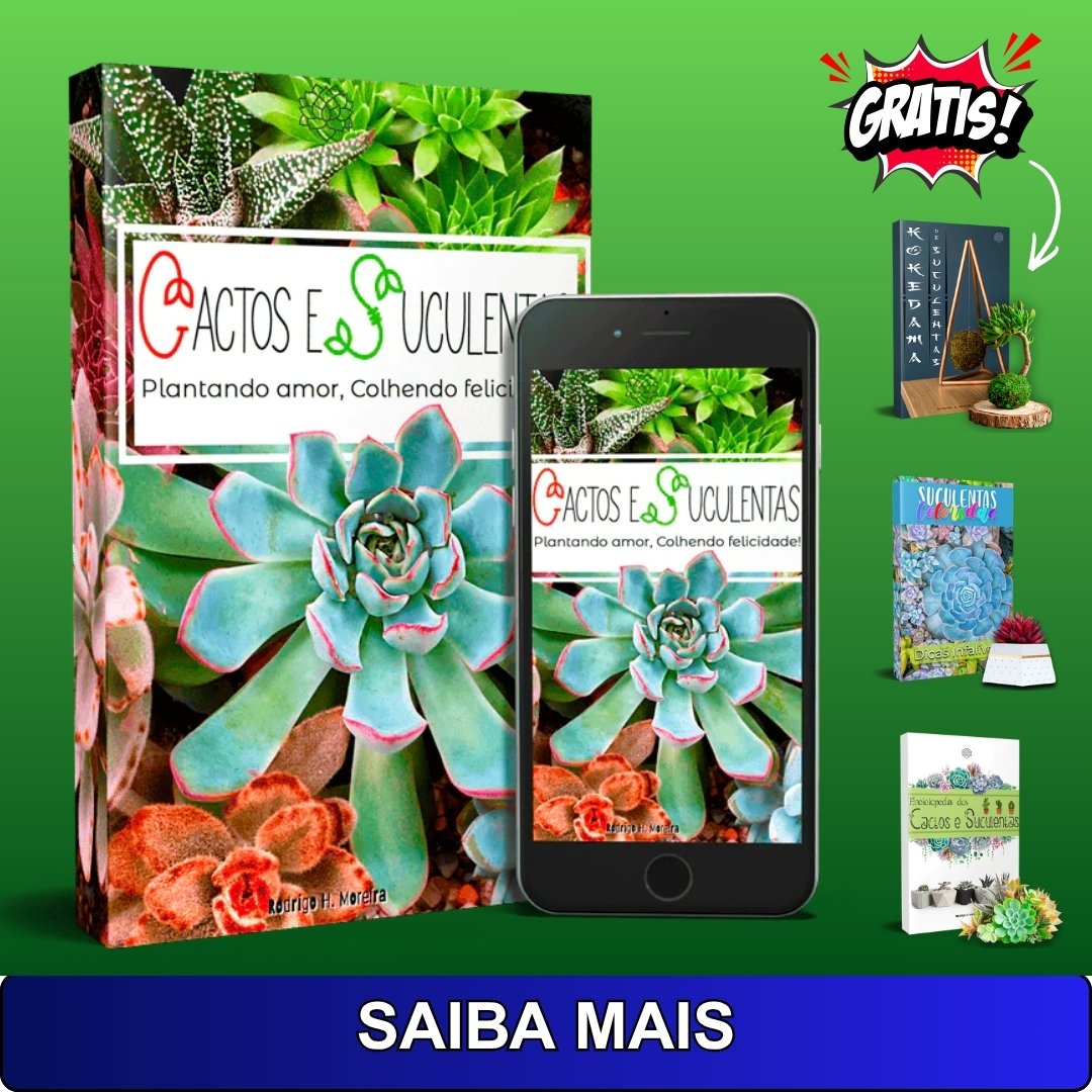 como cultivar suculentas em casa