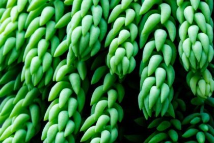 Close das folhas carnosas do Sedum morganianum (rabo-de-burro), mostrando textura e formato de gota