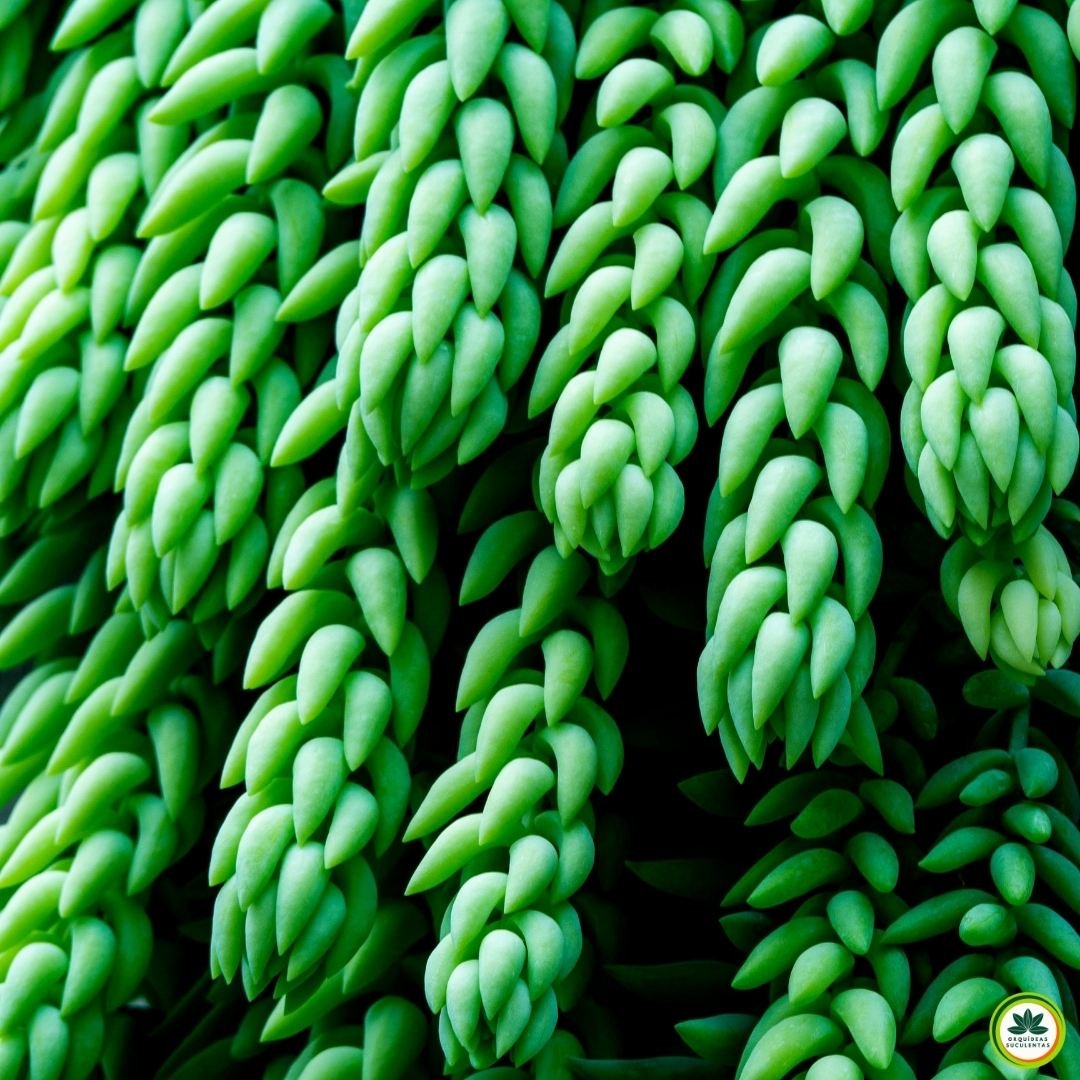 Close das folhas carnosas do Sedum morganianum (rabo-de-burro), mostrando textura e formato de gota