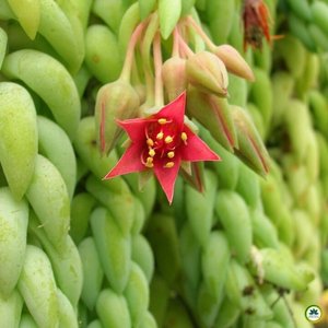 Detalhe da flor vermelha do rabo-de-burro (Sedum morganianum) com estames amarelos na extremidade do ramo