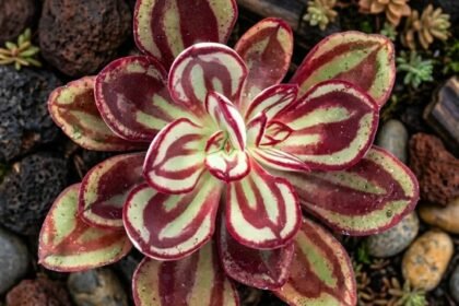 Suculenta Echeveria nodulosa com folhas verdes e listras vermelhas intensas cultivada em jardim com pedras