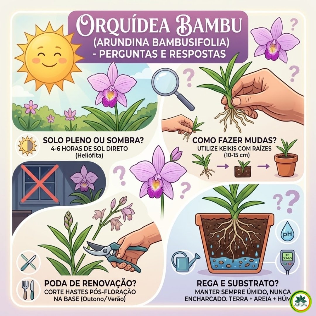 Infográfico clean com ilustrações sobre o cultivo da orquídea-bambu, destacando sol pleno, manejo de mudas por keikis, poda de renovação e composição do substrato ideal