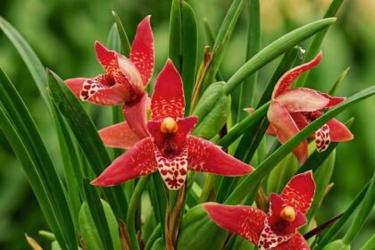 Orquídea Maxillaria tenuifolia com flores vermelhas exóticas e folhas verdes, conhecida pelo cheiro de coco