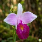 Orquídea-bambu (Arundina graminifolia) em destaque em um jardim residencial moderno com solo orgânico e folhagens ao fundo