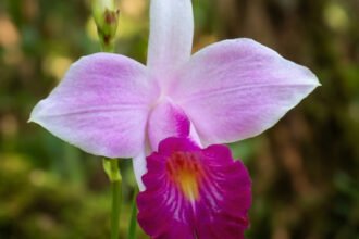 Orquídea-bambu (Arundina graminifolia) em destaque em um jardim residencial moderno com solo orgânico e folhagens ao fundo