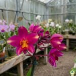 Fotografia em close-up da orquídea terrestre Spathoglottis plicata cultivar Pink Splash, exibindo pétalas com padrão flameado em tons de rosa intenso e centro amarelado.