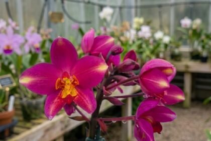 Fotografia em close-up da orquídea terrestre Spathoglottis plicata cultivar Pink Splash, exibindo pétalas com padrão flameado em tons de rosa intenso e centro amarelado.