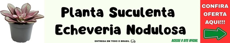 planta suculenta echeveria nodulosa