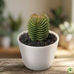 Fotografia em close-up de uma suculenta Crassula Buddha's Temple em um vaso branco, destacando sua estrutura geométrica vertical e folhas cinza-esverdeadas perfeitamente empilhadas em formato quadrangular.