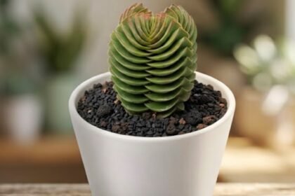 Fotografia em close-up de uma suculenta Crassula Buddha's Temple em um vaso branco, destacando sua estrutura geométrica vertical e folhas cinza-esverdeadas perfeitamente empilhadas em formato quadrangular.