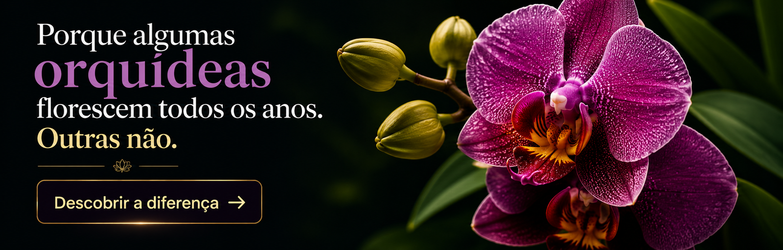 como cultivar orquídeas