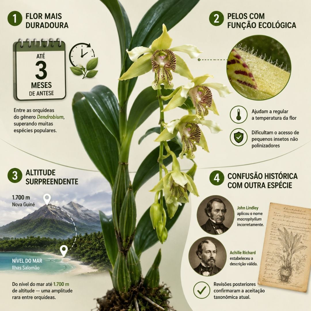 Infográfico ilustrado com curiosidades sobre a orquídea Dendrobium macrophyllum, incluindo durabilidade floral, tricomas e distribuição altitudinal
