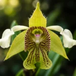 Orquídea Dendrobium macrophyllum em close macro com pétalas amarelo-esverdeadas e labelo rajado