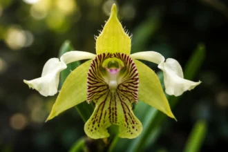 Orquídea Dendrobium macrophyllum em close macro com pétalas amarelo-esverdeadas e labelo rajado