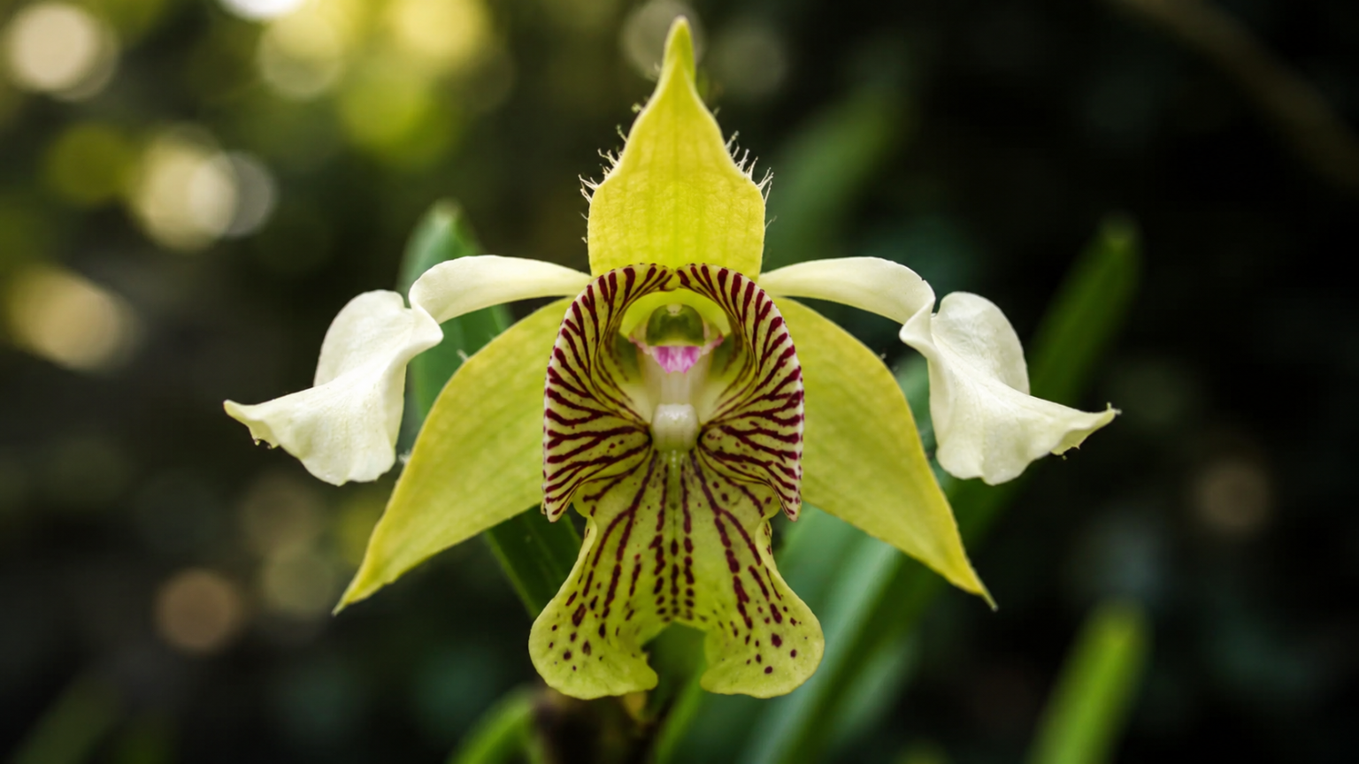 Orquídea Dendrobium macrophyllum em close macro com pétalas amarelo-esverdeadas e labelo rajado