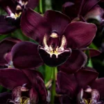 Orquídea negra Cymbidium Kiwi Midnight com flores púrpura-escuras quase pretas em close fotográfico natural