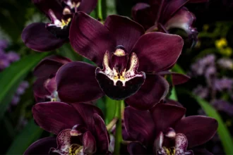 Orquídea negra Cymbidium Kiwi Midnight com flores púrpura-escuras quase pretas em close fotográfico natural