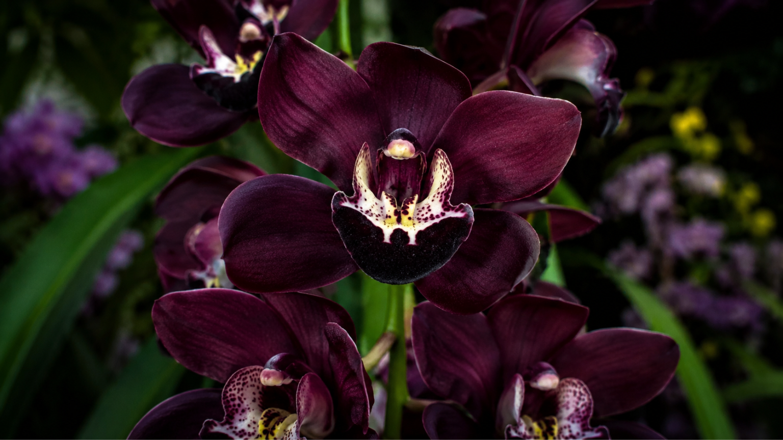 Orquídea negra Cymbidium Kiwi Midnight com flores púrpura-escuras quase pretas em close fotográfico natural