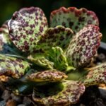 suculenta pata de tartaruga Adromischus cooperi com folhas verdes manchadas em close