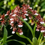 Haste arqueada de orquídea chocolate (Oncidium Sharry Baby) repleta de pequenas flores marrom-avermelhadas com labelo branco, cultivada em vaso com fundo de jardim desfocado