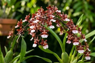 Haste arqueada de orquídea chocolate (Oncidium Sharry Baby) repleta de pequenas flores marrom-avermelhadas com labelo branco, cultivada em vaso com fundo de jardim desfocado