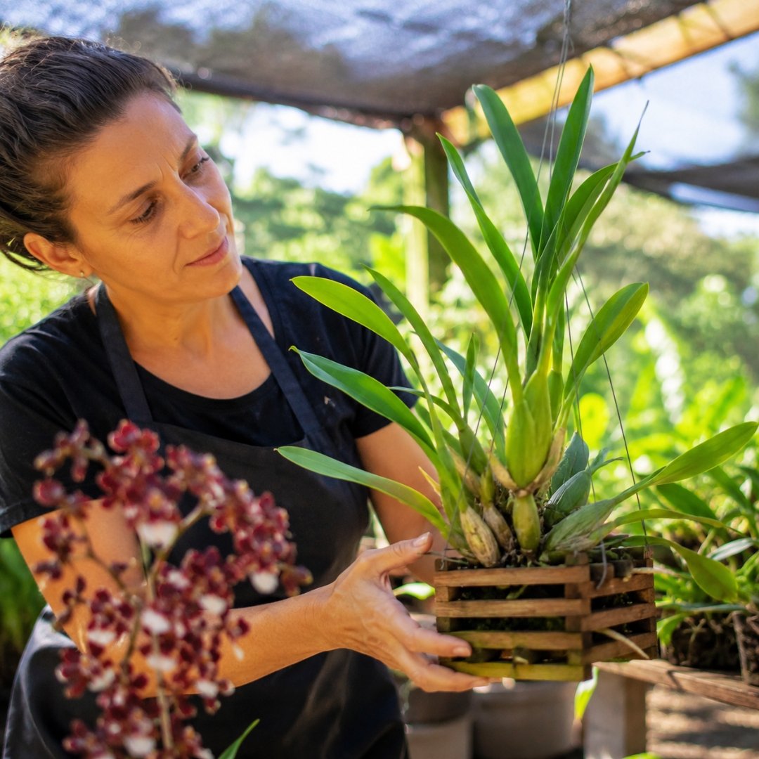 Cultivadora posicionando uma orquídea Oncidium Sharry Baby em local com luz natural filtrada para estimular o crescimento e a floração.