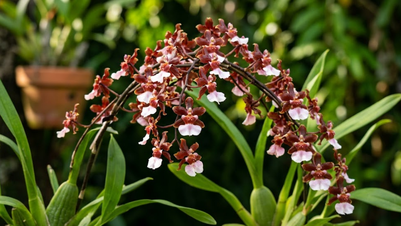 Haste arqueada de orquídea chocolate (Oncidium Sharry Baby) repleta de pequenas flores marrom-avermelhadas com labelo branco, cultivada em vaso com fundo de jardim desfocado
