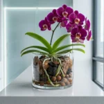 Orquídea Phalaenopsis de cor púrpura vibrante cultivada sem terra em um vaso de vidro transparente, exibindo substrato alternativo de argila expandida e casca de pinus com raízes saudáveis, posicionada sobre uma bancada branca moderna em um ambiente iluminado.