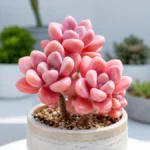 Suculenta Graptopetalum Ellen Pink com folhas rosadas cultivada em vaso de cerâmica, posicionada em ambiente moderno e iluminado, com outras suculentas desfocadas ao fundo, ilustrando o cultivo e os cuidados que intensificam sua coloração rosa.
