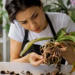 Pessoa examinando cuidadosamente as raízes de uma orquídea desidratada durante o replantio, em ambiente interno iluminado, avaliando sinais de desidratação e danos no sistema radicular.
