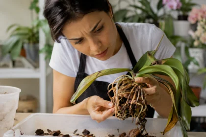 Pessoa examinando cuidadosamente as raízes de uma orquídea desidratada durante o replantio, em ambiente interno iluminado, avaliando sinais de desidratação e danos no sistema radicular.