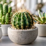 Cacto cercado por diferentes plantas suculentas em vasos