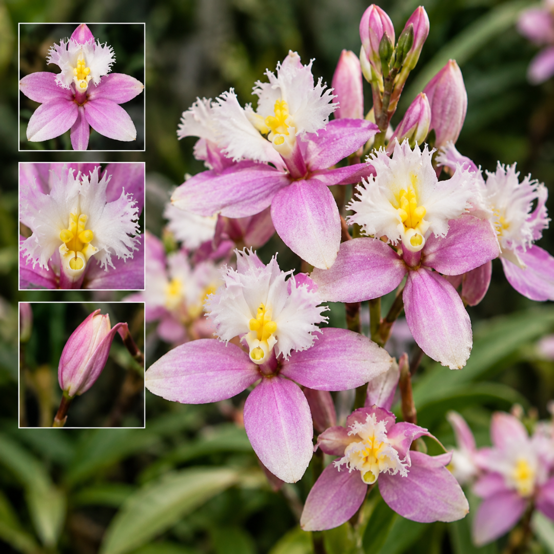 flores rosa e brancas da orquídea Epidendrum Wedding Valley