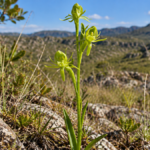 Habenaria adamantina, orquídea brasileira de flores verdes em campo rupestre de Minas Gerais
