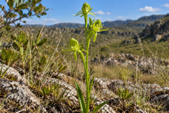 Habenaria adamantina, orquídea brasileira de flores verdes em campo rupestre de Minas Gerais