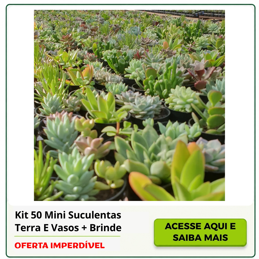 mini suculentas